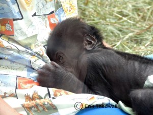 baby gorilla