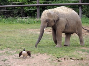 elephant chase 2