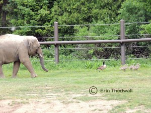 elephant chase
