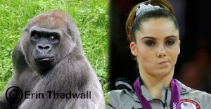 gorilla is not impressed
