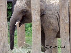 happy elephant