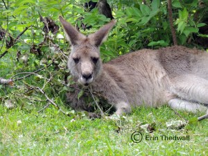kangaroo