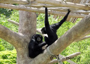 monkeys
