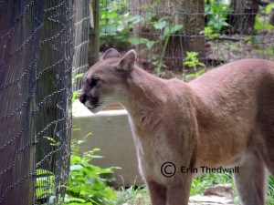 puma