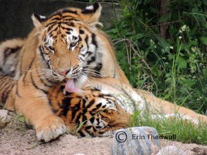 tigers 2