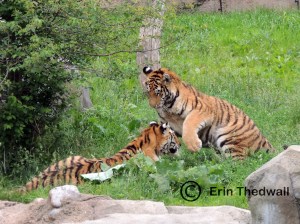 tigers
